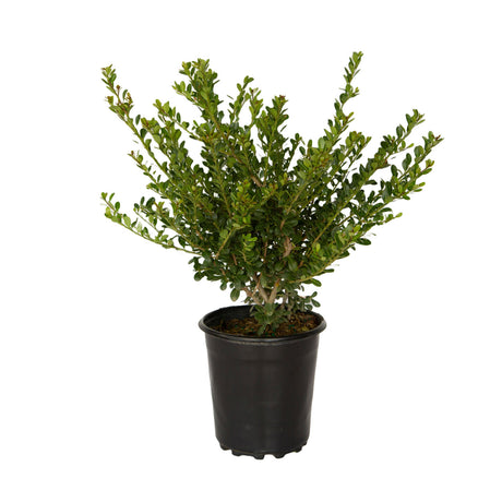 1g ilex compacta crenata japanese holly shrub for sale online 