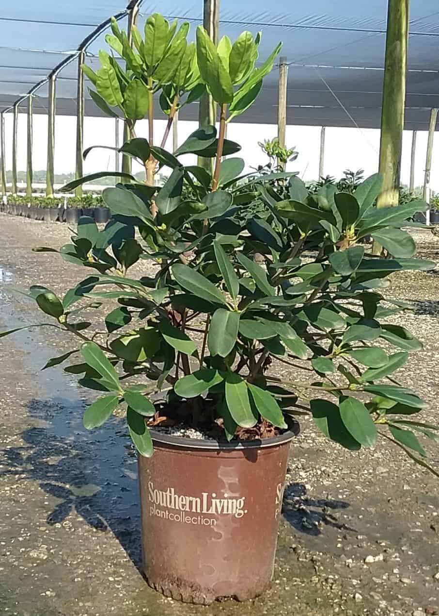 Miss Scarlet Illicium in Southern Living Plant Collection brown pot