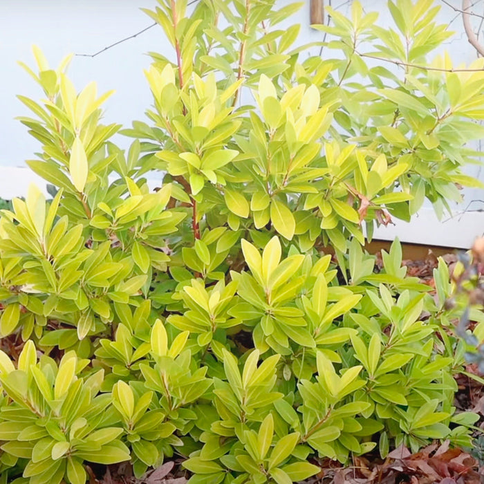 Florida Sunshine Illicium parviflorum planted in the landscape with bright yellow and green leaves