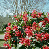 Bright red flowers covering a green shrub