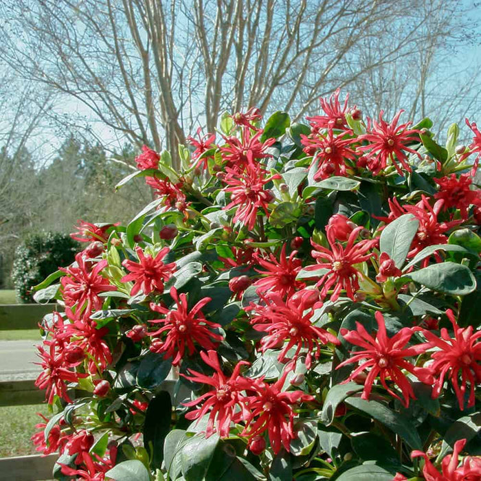 Miss Scarlet Illicium floridanum planted in the landscape featuring bright red flowers covering a green shrub