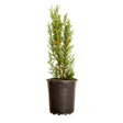 2.5 Quart Italian Cypress for sale with upright habit in a black nursery container