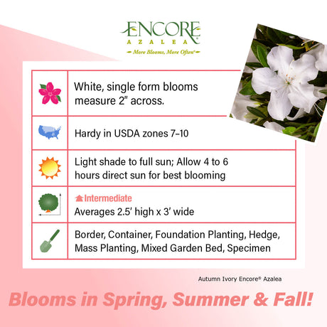 Encore Azalea Autumn Ivory fact sheet