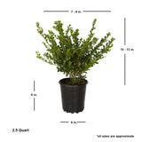 japanese holly compacta for sale evergreen shrub for sale online for landscaping