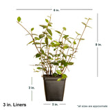 3 inch Asiatic Jasmine in black container showing dimensions