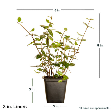 3 inch Asiatic Jasmine in black container showing dimensions