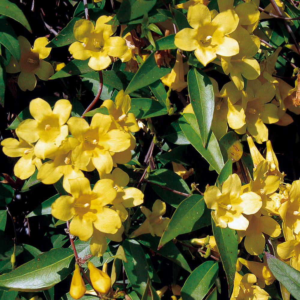 carolina jessamine vine yellow flower evergreen easy to grow for sale online