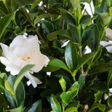 dwarf reblooming white gardenia and evergreen foliage