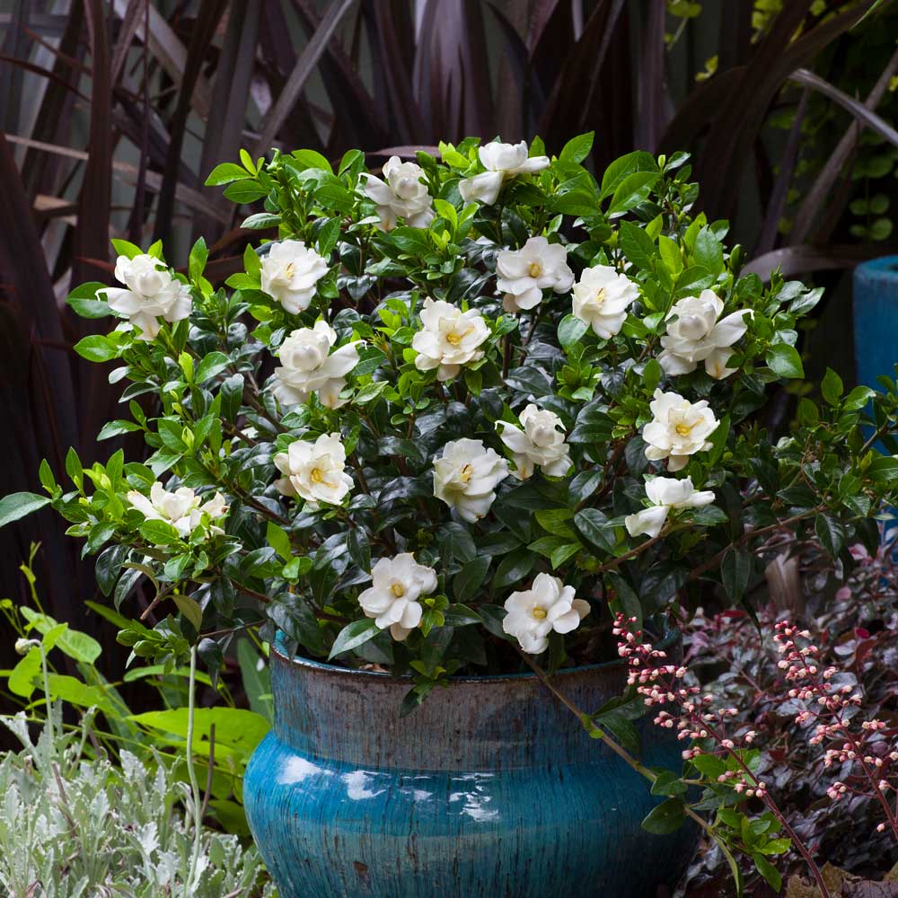 blooming gardenia bush with large white blooms and green foliage in a blue outdoor landscape pot