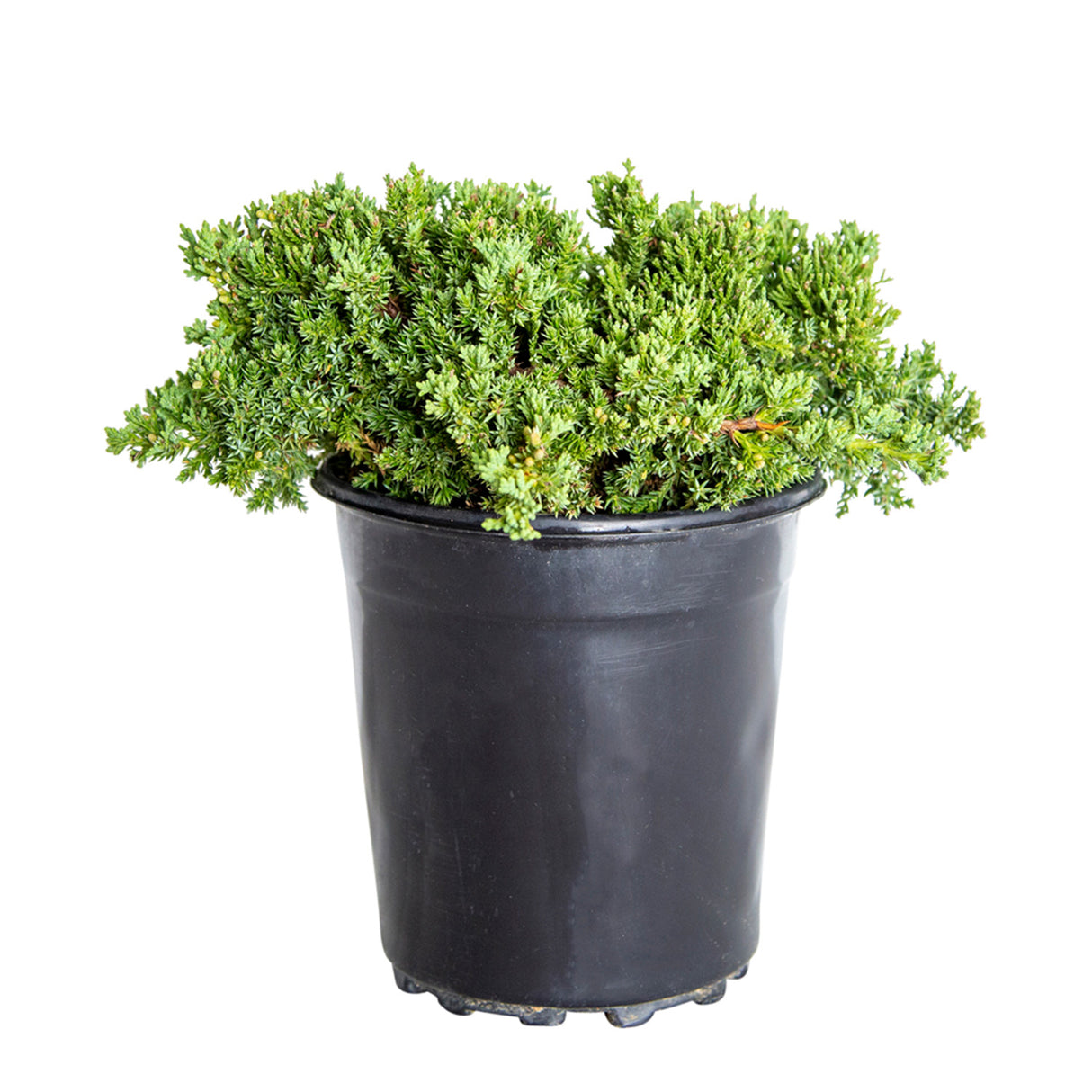 Blue pacific juniper for sale, green foliage conifer in a black pot on a white background