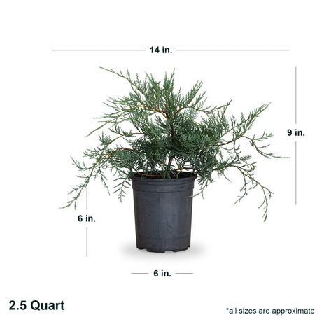 2.5 Quart Grey owl juniper in black container showing dimensions. Ships at approx 9 inches tall by 14 inches wide