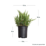 Approximate Parsons Juniper sizes when delivered