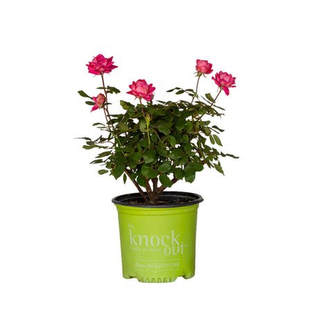 knock out rose pink for sale online