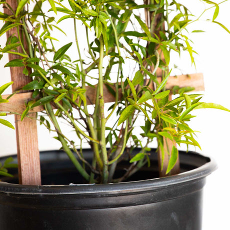 lady banks climbing rose with long thornless stems and evergreen foliage in most USDA zones in a black pot