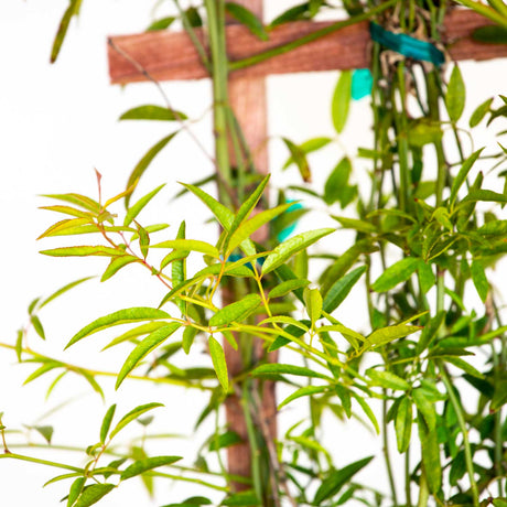 vining rose lady banks rose foliage on a trellis