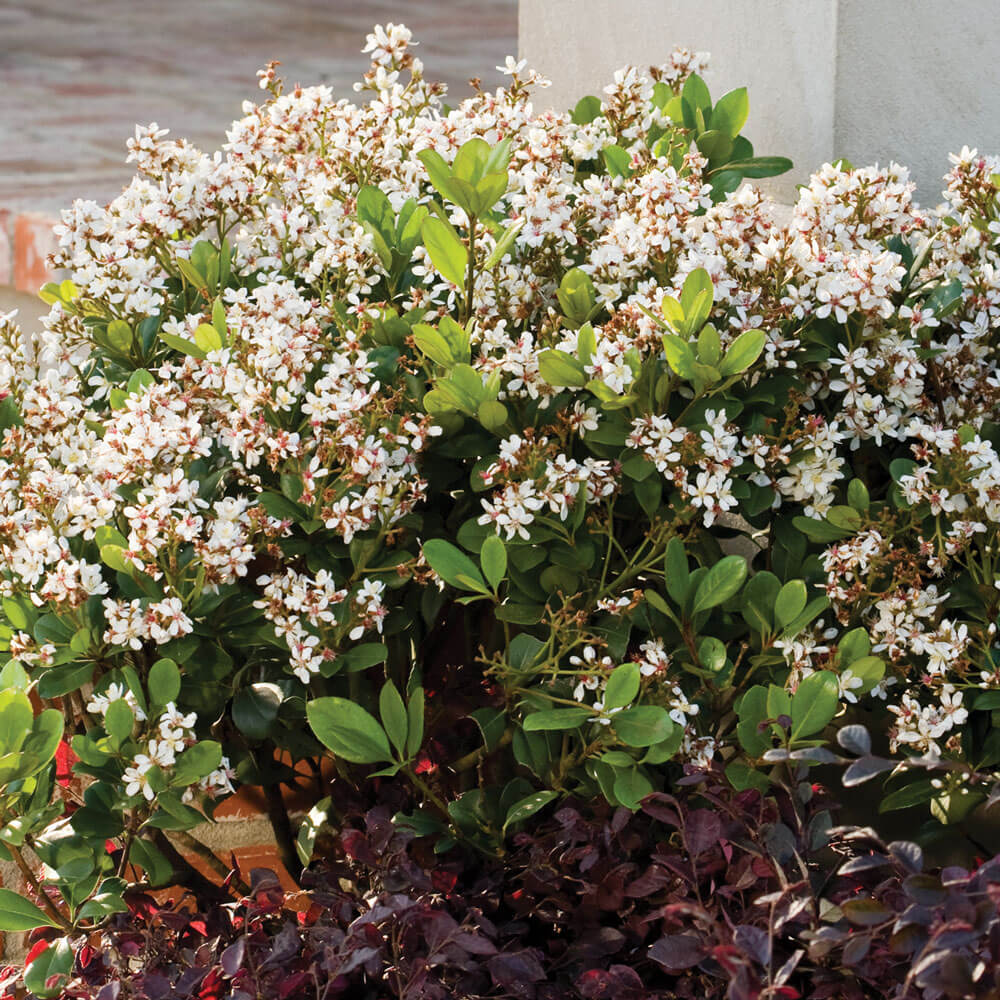 snow white Indian hawthorn spring sonata for sale online