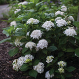 white hydrangea mophead shrub