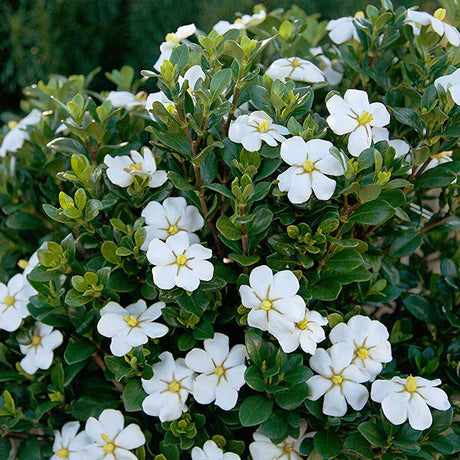 Scentamazing gardenia shrub with white flowers and green foliage