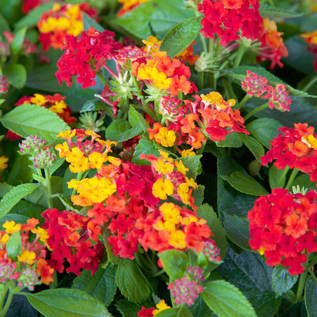 red lantana montevidensis for sale online