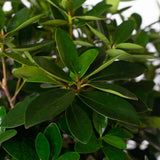 bigfoot cleyera japonica evergreen shrub