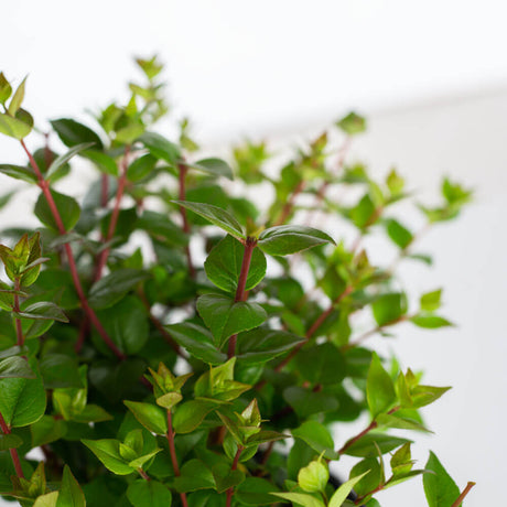 rose creek abelia foliage red stems