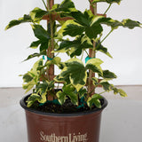 Angyo Star Tree Ivy variegated english ivy fatsia japonica fatshedera lizei variegata