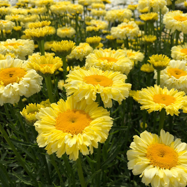 Golden yellow flowers with orange centers