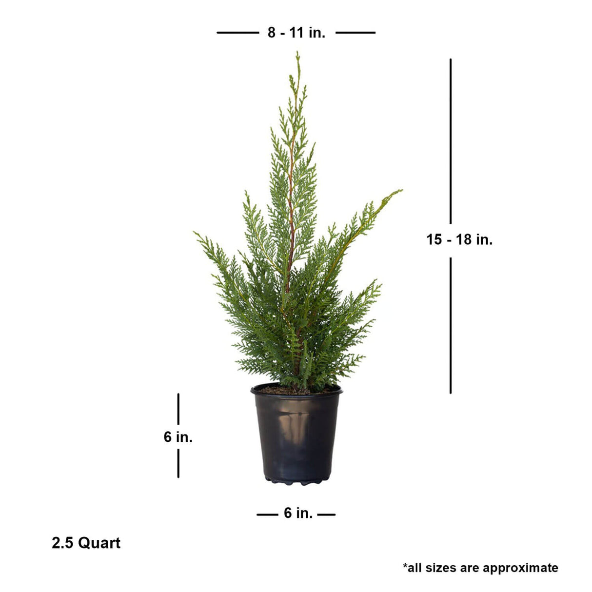 leyland cypress tree for sale landscape tree for sale online size when shipped 