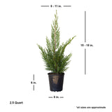 leyland cypress tree for sale landscape tree for sale online size when shipped 