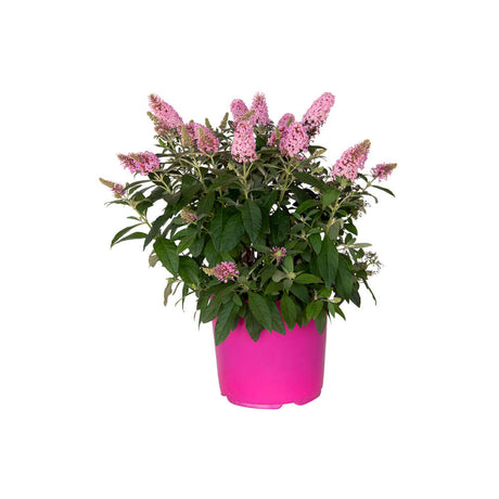 1.5 Gallon Lil Taffy Butterfly bush plants that attract butterfly bush with pink flowers