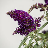 purple butterfly bush shrubs for sale online 