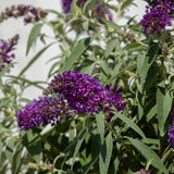 purple butterfly bush plants 
