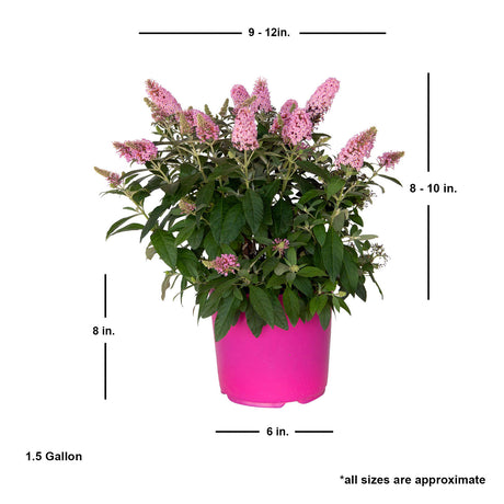 1.5 Gallon Lily Taffy Butterfly Bush for sale with shipped plant dimensions. Ships at approx 8-10 inches tall by 9-12 inches wide