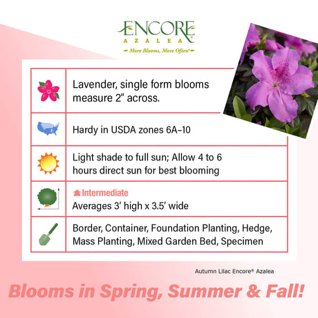 Encore Azalea Autumn Lilac fact sheet