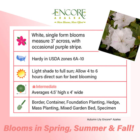 Encore Azalea Autumn Lily fact sheet