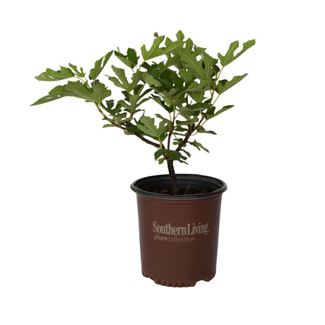 miniature little miss figgy fig tree edible fig southern living plant collection