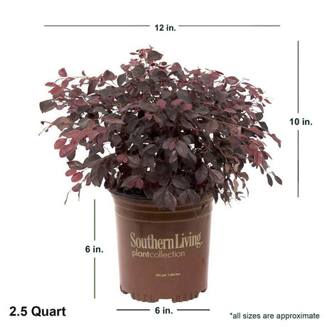 purple diamond loropetalum dimensions