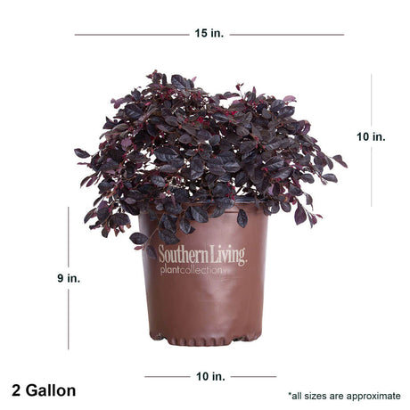 purple diamond semi dwarf loropetalum how big do they get