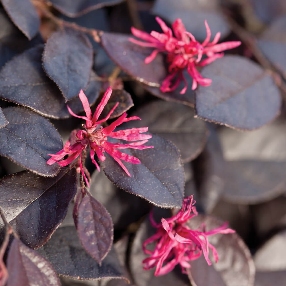 chinese fringe flower loropetalum pink bloom on purple pixie loropetalum from southern living plants