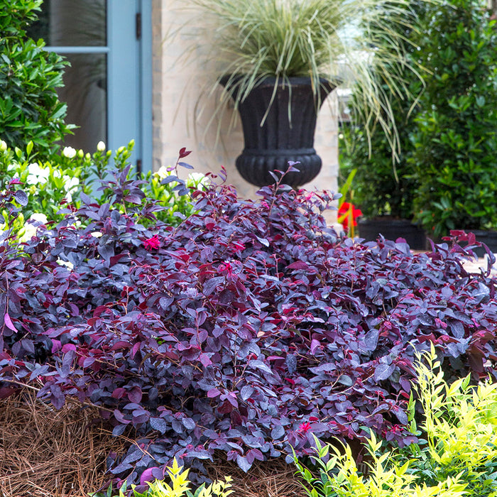 Red Diamond Loropetalum planted on a patio landscape