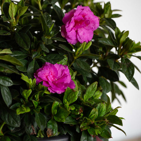 Two pink/purple Encore Majesty blooms