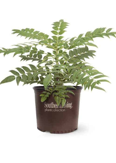 southern living marvel mahonia evergreen yellow flowers 3 gallon potted plant for sale online