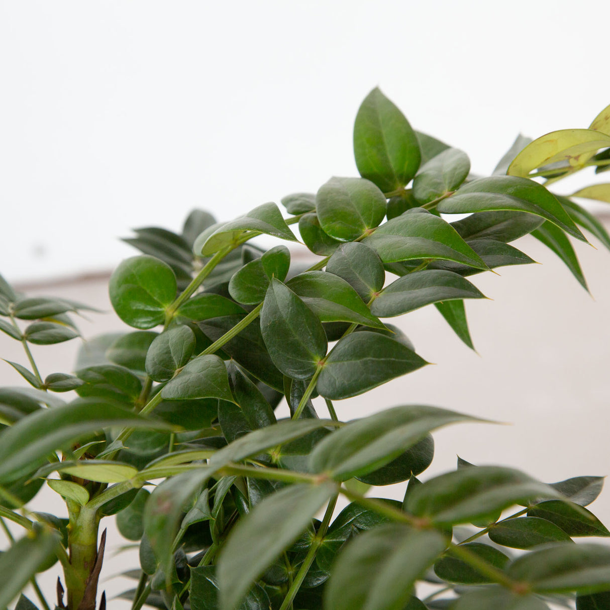 oregon grape marvel mahonia shrub evergreen for sale 