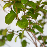 Closeup of Miami Crape Myrtle leaves and branches