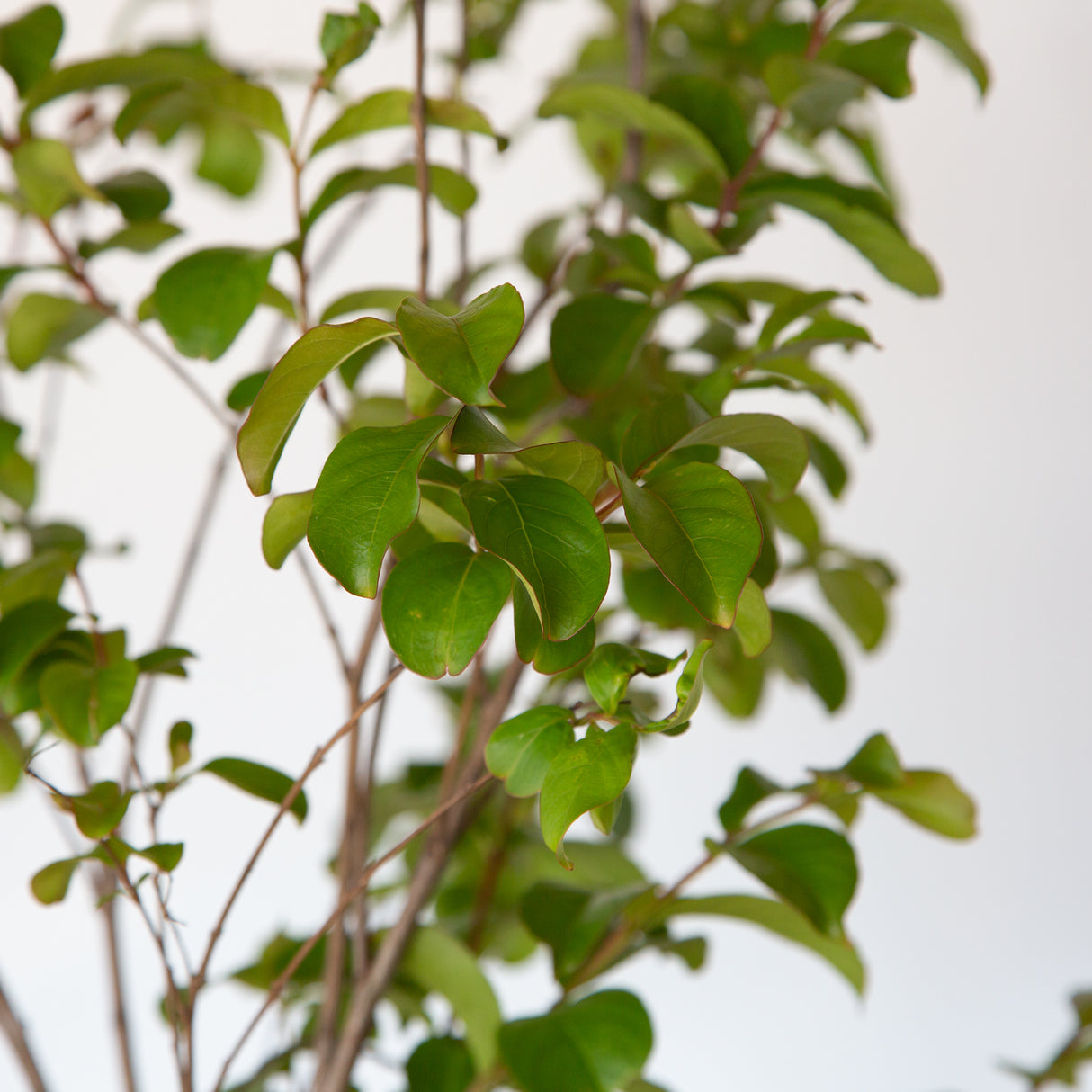 Closeup of brown branches and green leaves of Miami Crape Myrtle Tree for Sale