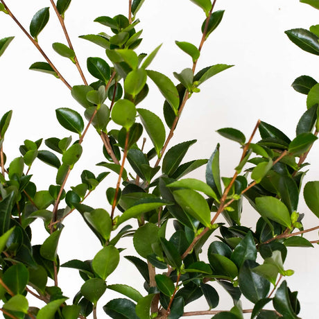 Blooms and foliage of the Mine No Yuki Camellia