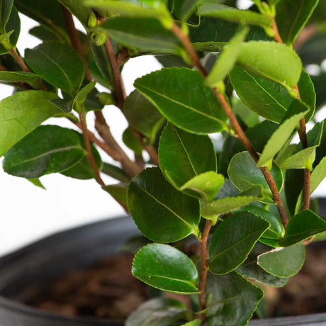 Blooms and foliage of the Mine No Yuki Camellia