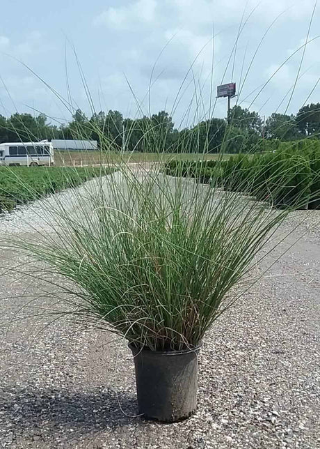 Maiden Miscanthus Grass