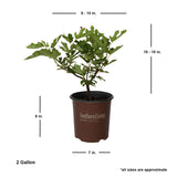 little miss figgy ornamental fig tree for sale in southern living plant collection live potted plant