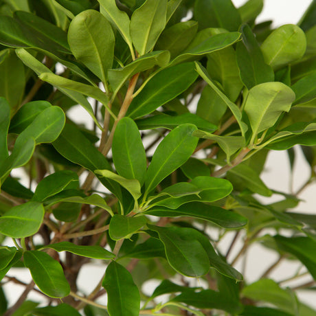 miss scarlett red anise bush yellow center evergreen shrub 